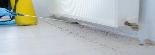 Ants