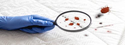 Bed Bugs